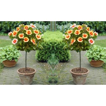 Pair of Standard Rose Trees - Babylon Eyes CREAM