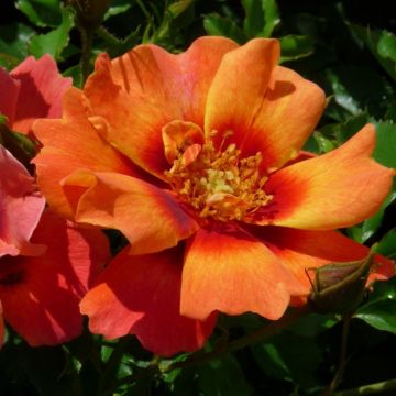 Babylon Eyes Flame Rose