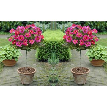 Pair of Standard Rose Trees - Babylon Eyes Bravo Queen