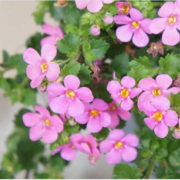 Bacopa rosea - Compact Blush