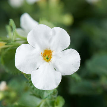 Bacopa White