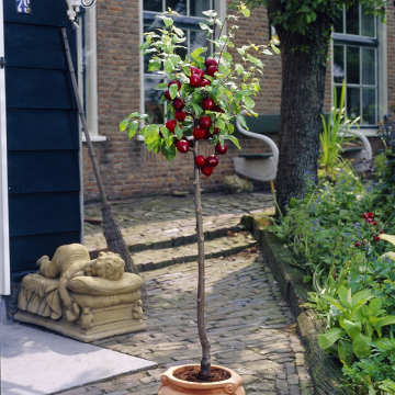 Cherry Tree - Summer Sun