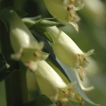 Digitalis lutea - Foxgloves