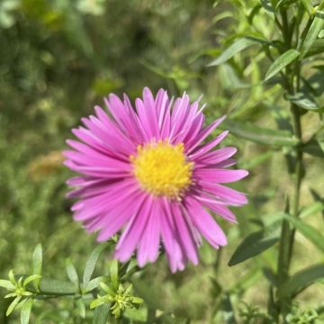 Aster Bahama - Michaelmas Daisy