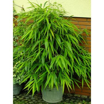 Pseudosasa japonica - Arrow Bamboo - 150-200cm tall Plants