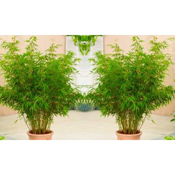 Pair of Fargesia - Clumping Umbrella Fountain Bamboo Plants