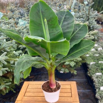 Dwarf Musa Banana Plant circa 50-70cm