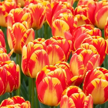 Tulip 'Banja Luka' - Pack of 30 Bulbs