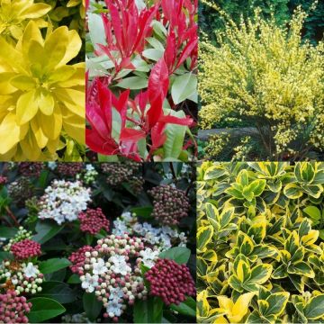 Bargain Hardy Evergreen Shrub Collection - Selection of 5 Garden varieties
