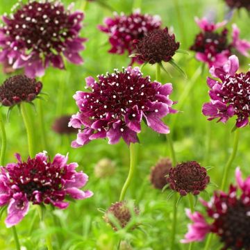 Scabiosa columbaria "Borocca" - Scabious