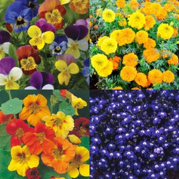 Beautiful Hanging Basket & Patio Container Flower Seeds - 6 Different Varieties