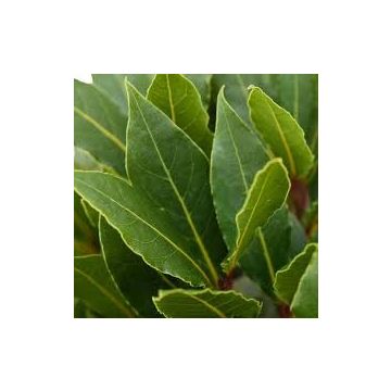 Bay Bush - Laurus nobilis - LARGE - circa 150-180cms