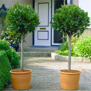 Pair of circa 100cm tall Standard Bay Trees - Laurus nobilis