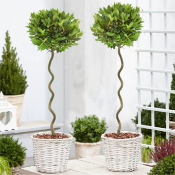 Pair of Corkscrew Standard Lollipop Spiral Bay Trees - Laurus nobilis Twisted - circa 90cm