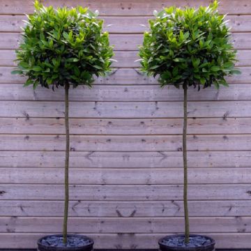 A Pair of Large Standard Bay Trees (Laurus nobilis) circa 150cm tall