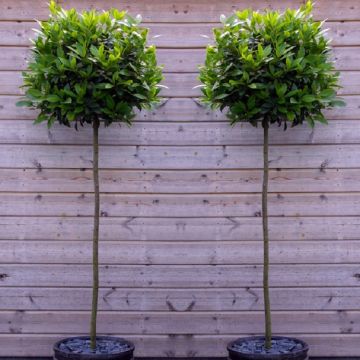 Pair of Premium Quality Extra Large Standard Bay Trees (Laurus nobilis) circa 180cms tall