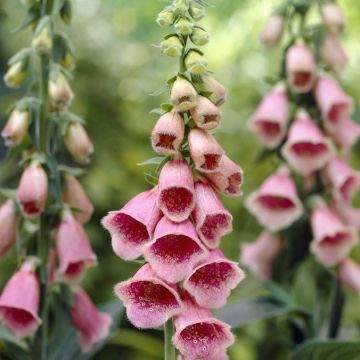 Digitalis x mertonensis - Crushed Strawberries - Foxgloves