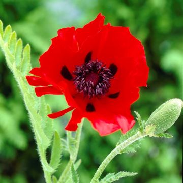 Papaver Orientale Beauty of Livermere