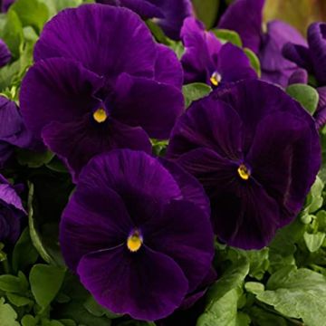 Pansy Purple - Pack of Six Plants