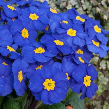 Polyanthus Blue - Pack of Six Plants