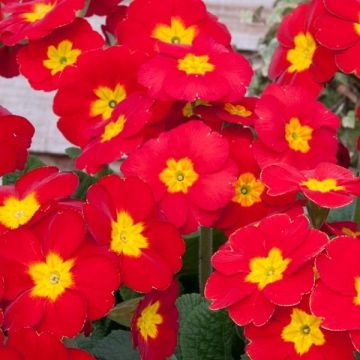Polyanthus Red - Pack of Six Plants