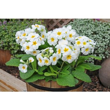 Polyanthus White - Pack of Six Plants