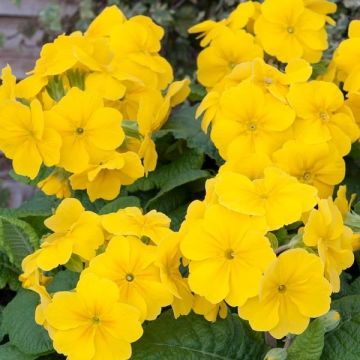 Polyanthus Yellow - Pack of Six Plants