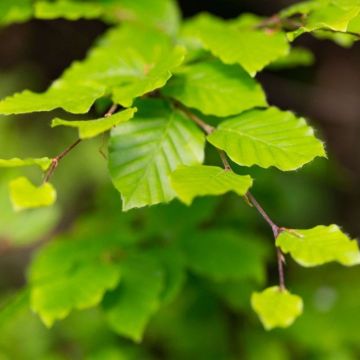 Fagus Sylvatica - Beech - Bare Root Hedging  60-80cm - Pack of 12