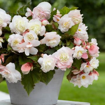 Aromatic Scented Cascading Angelique Begonias - Pack of Two