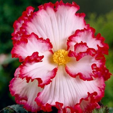 Begonia Crispa Marginata White and Red - Pack of THREE