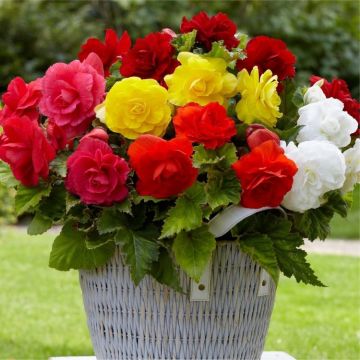 Double Begonia Mixed - Pack of TEN