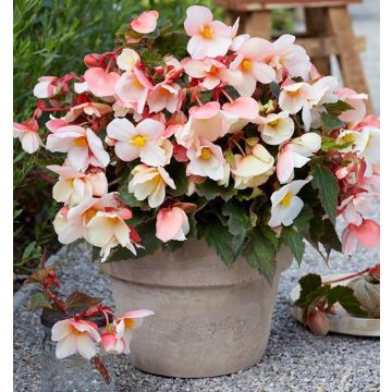 Begonia fortuna Lady Sunset - Pack of TWO
