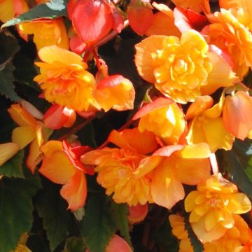 Begonia Fiery Apricot Shades - Illuminating Colour - Pack of THREE