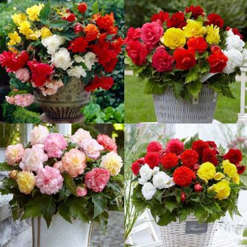 Illuminating Mixed Begonia Selection - Pack of TWENTY Double Flowering Begonias