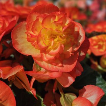 Begonia Non Stop Fire