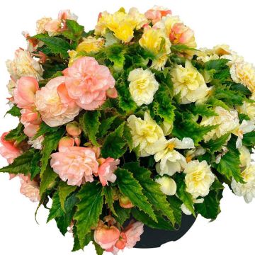 Begonia Non Stop Joy Peaches & Dreams