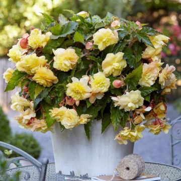 Aromatic Scented cascading Begonia odorata Sunny Dream - Pack of TWO