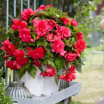 Begonia pendula Pink - Perfect for Tubs and Baskets