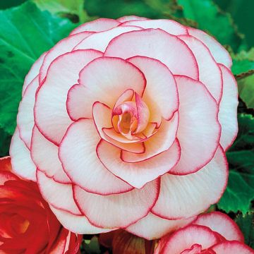 Begonia picotee White - Perfect for Tubs and Baskets