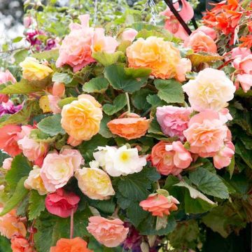 Begonia Special Cascade Pastel Mixed - Pack of THREE