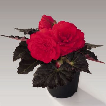 Begonia Non Stop Mocca Cherry