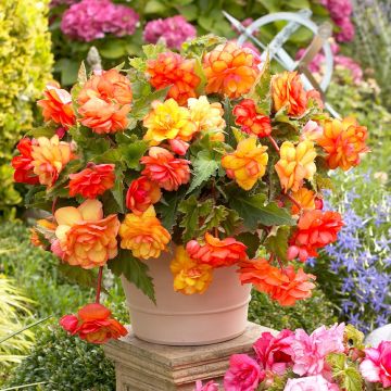 Begonia Golden Balcony