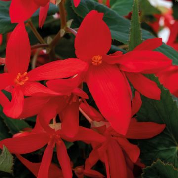 Begonia Groovy Red