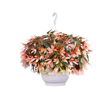 Begonia Groovy Salmon
