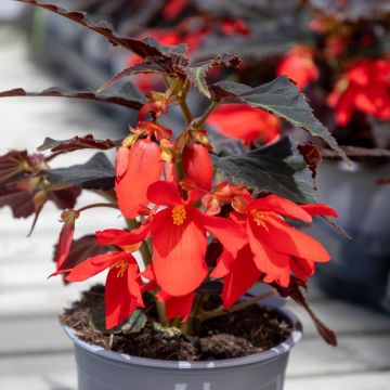 Begonia Bossa Nova Night Fever Rosso - In Bud & Bloom