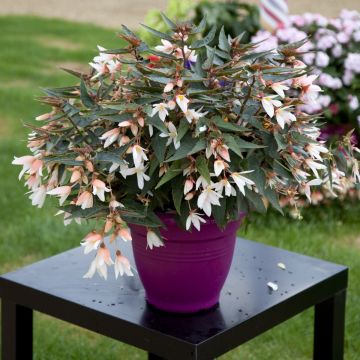 Begonia Bossa Nova Pure White