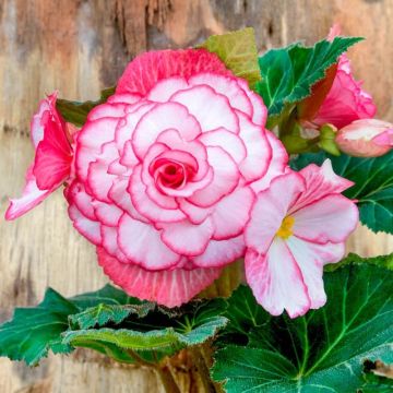 Begonia Bouton de Rose - Double Flowered Rose Bud Begonia