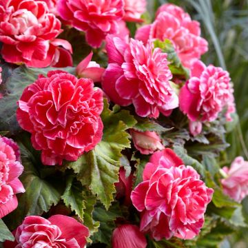 Begonia Camellia