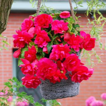 Begonia Cascade Pink