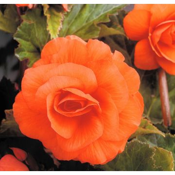 Begonia Double Orange